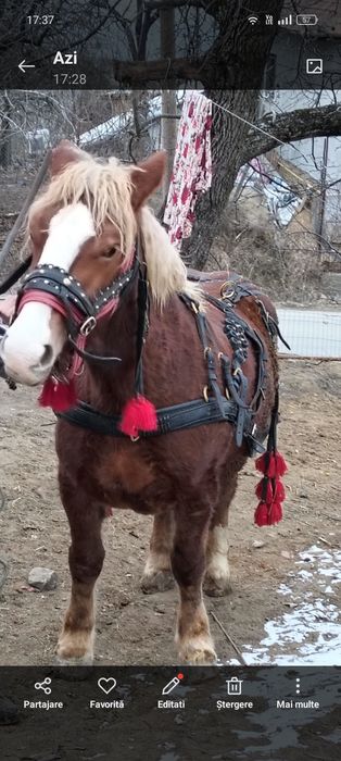 Mânză de 3 ani jumate de vânzare 5000 euro