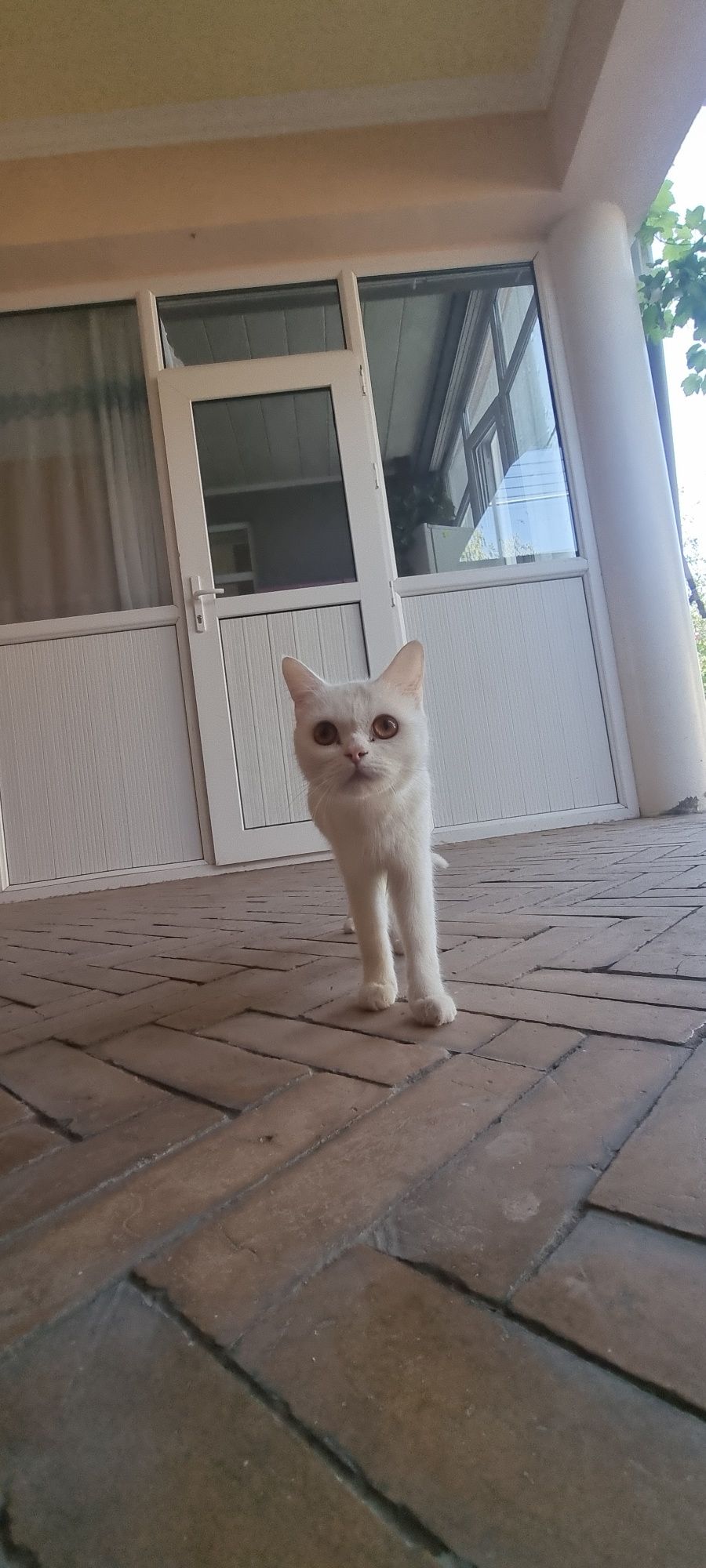 Котята продаются