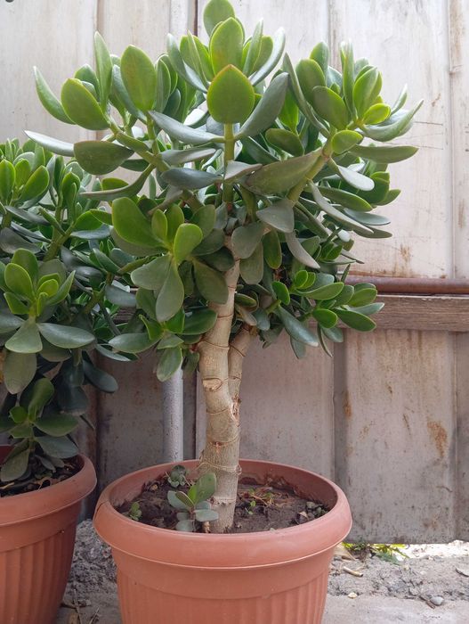 Комнатная растения денежная дерево