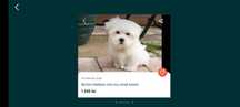 Bichon maltez rasa mică