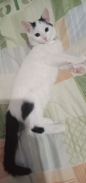 Donez pisicuta, fetita