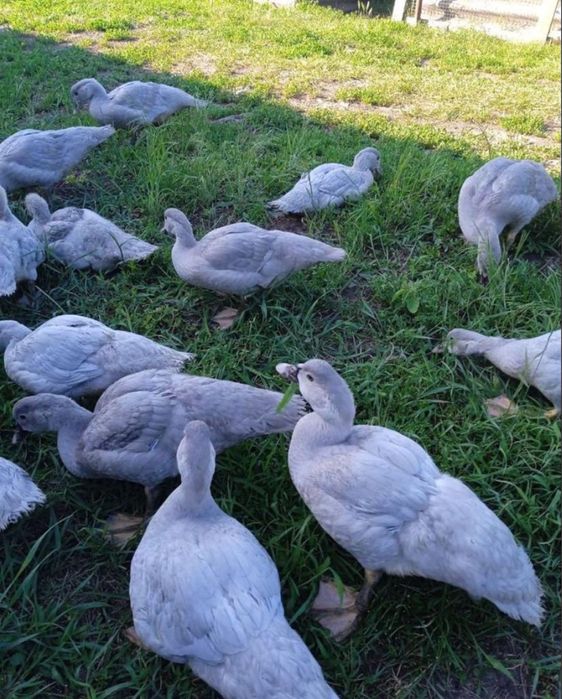 Лавандовое индоутята