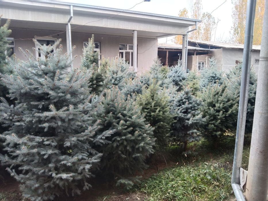 Продаються ёлки свои