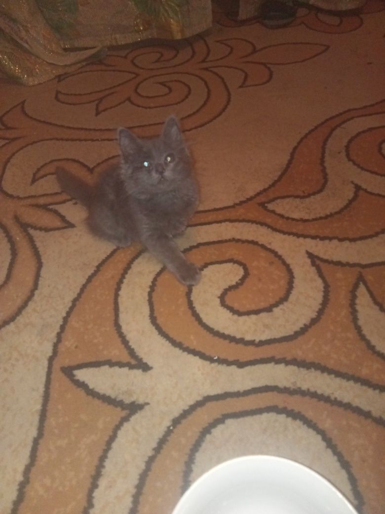 Котенок скоттиш страйт