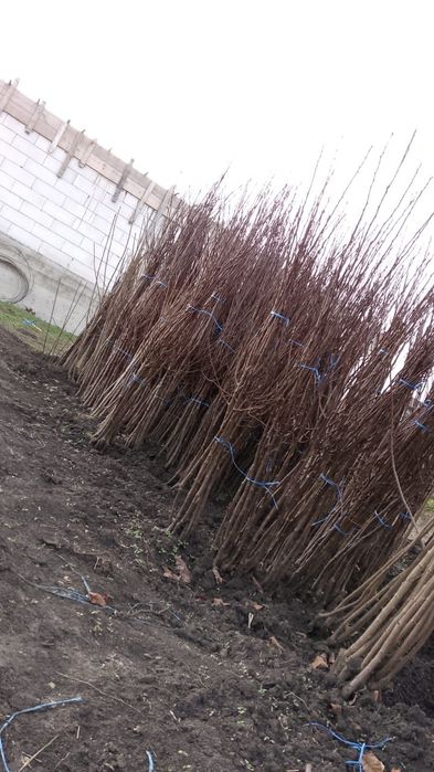 Vând pomi fructiferi si columnari anul 3