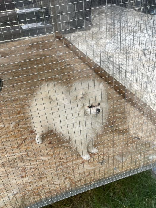 Собачка аргинал девочка  шпиц