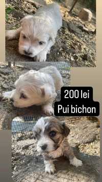 Pui Bichon 1 luna+