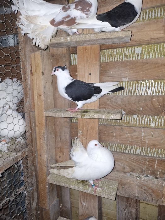 Disponibili jucatori