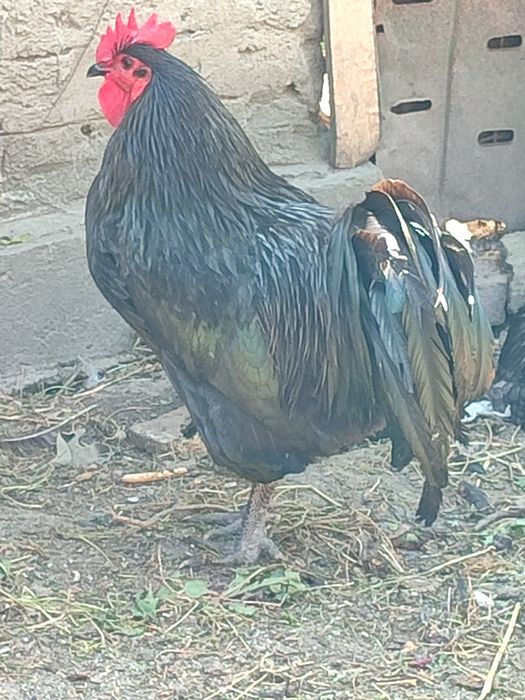 Cocos Australorp