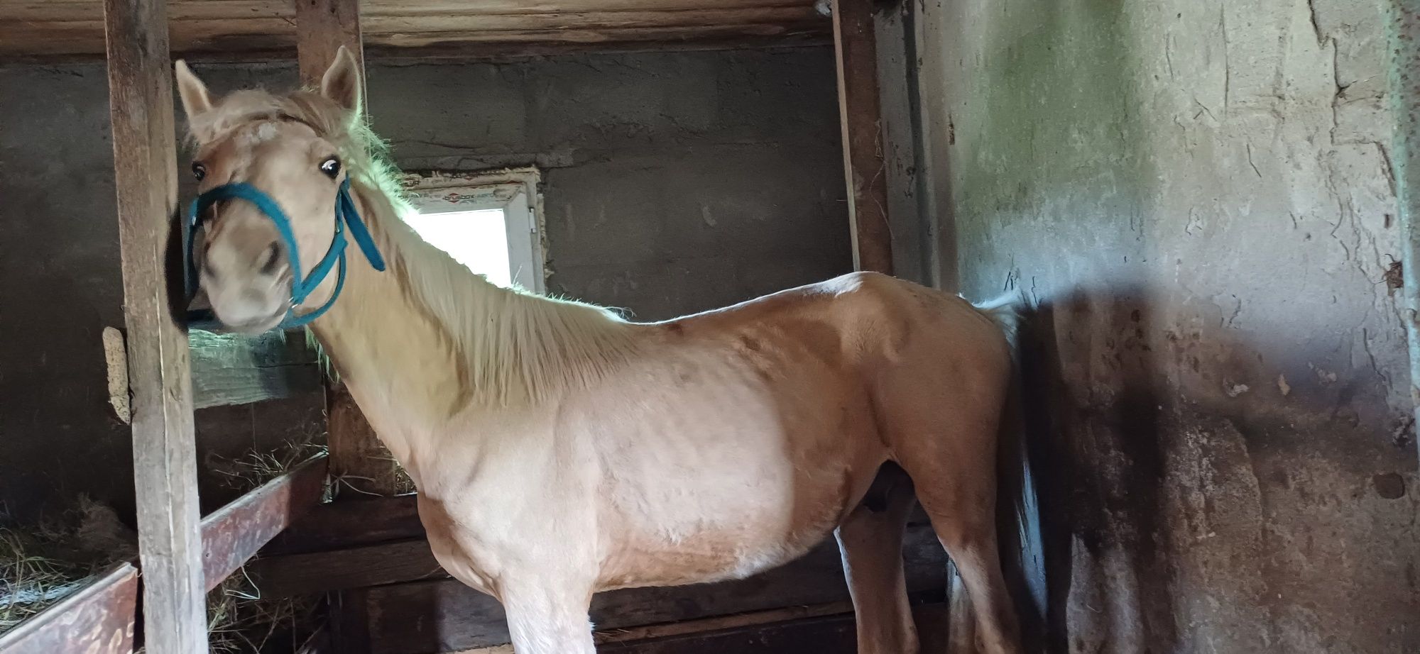 Продам Тай 1 Жас