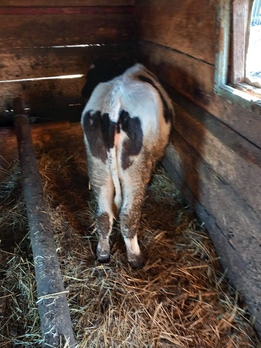 Vând vițeauă de 6 luni