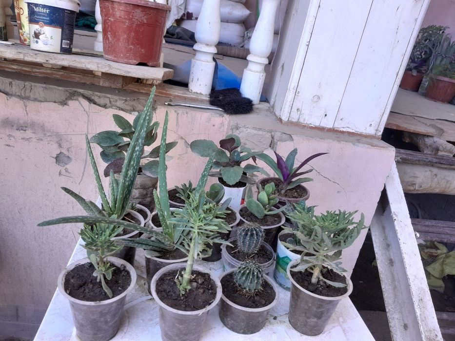 Gullar sotiladi urganchda