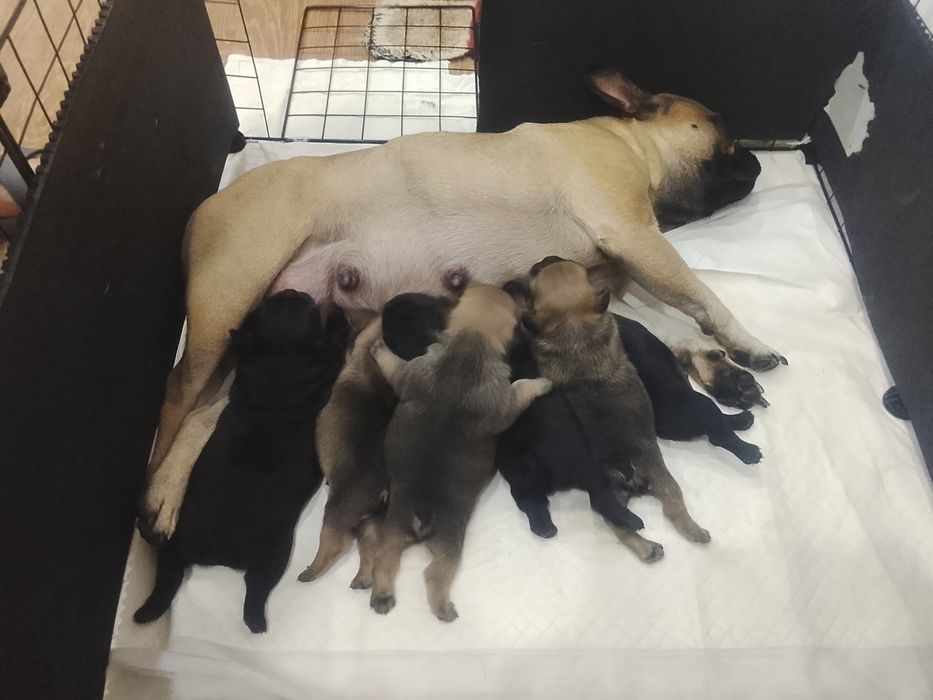 Продам французского бульдогв