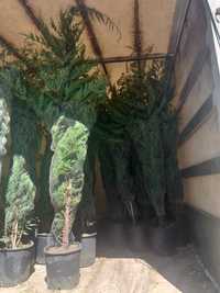 Vând plante ornamentale