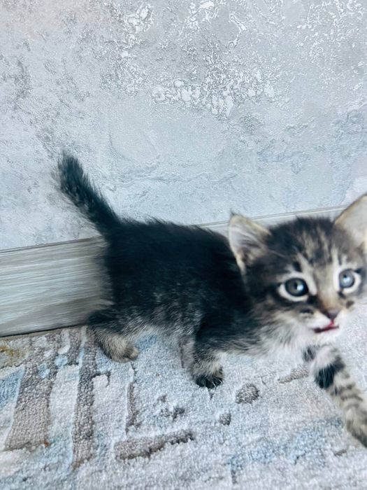 Котята. Отдам в хорошие руки