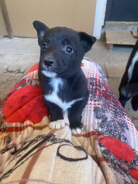 Бесплатно отдам щенят