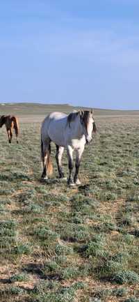 Животные сельхоз животные лошад