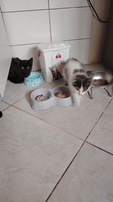 Котята, умные и игривые