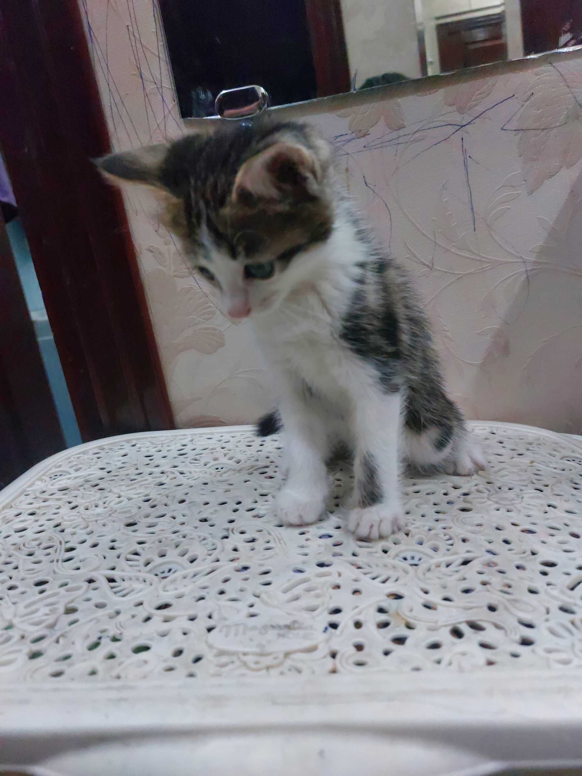 Котята бесплатно