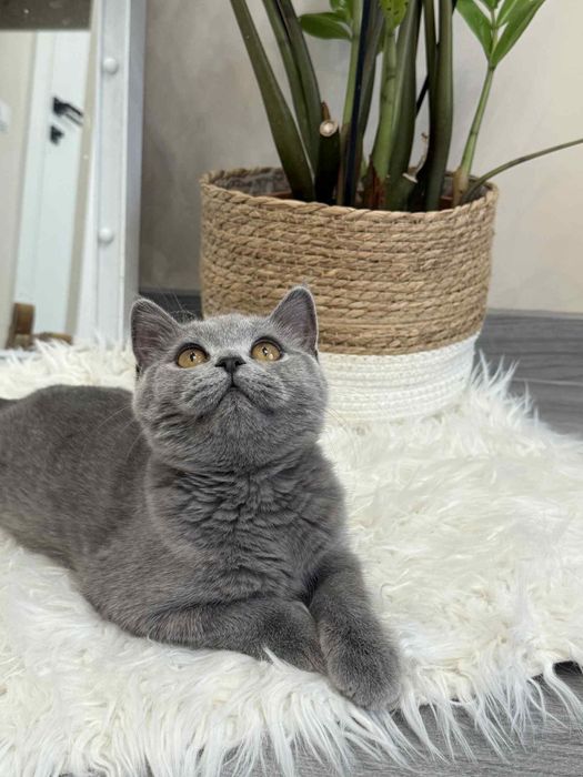 British Shorthair fetiță cu Pedigree 4 luni
