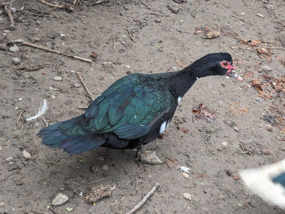 Rațe leșești (mute)