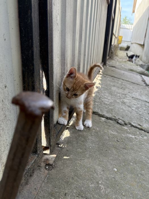 Ofer spre adoptie pisicute