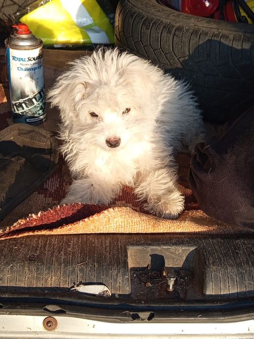 Bichon havanez de vânzare