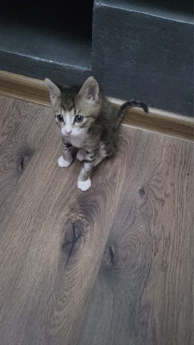 Котенка в добрые руки