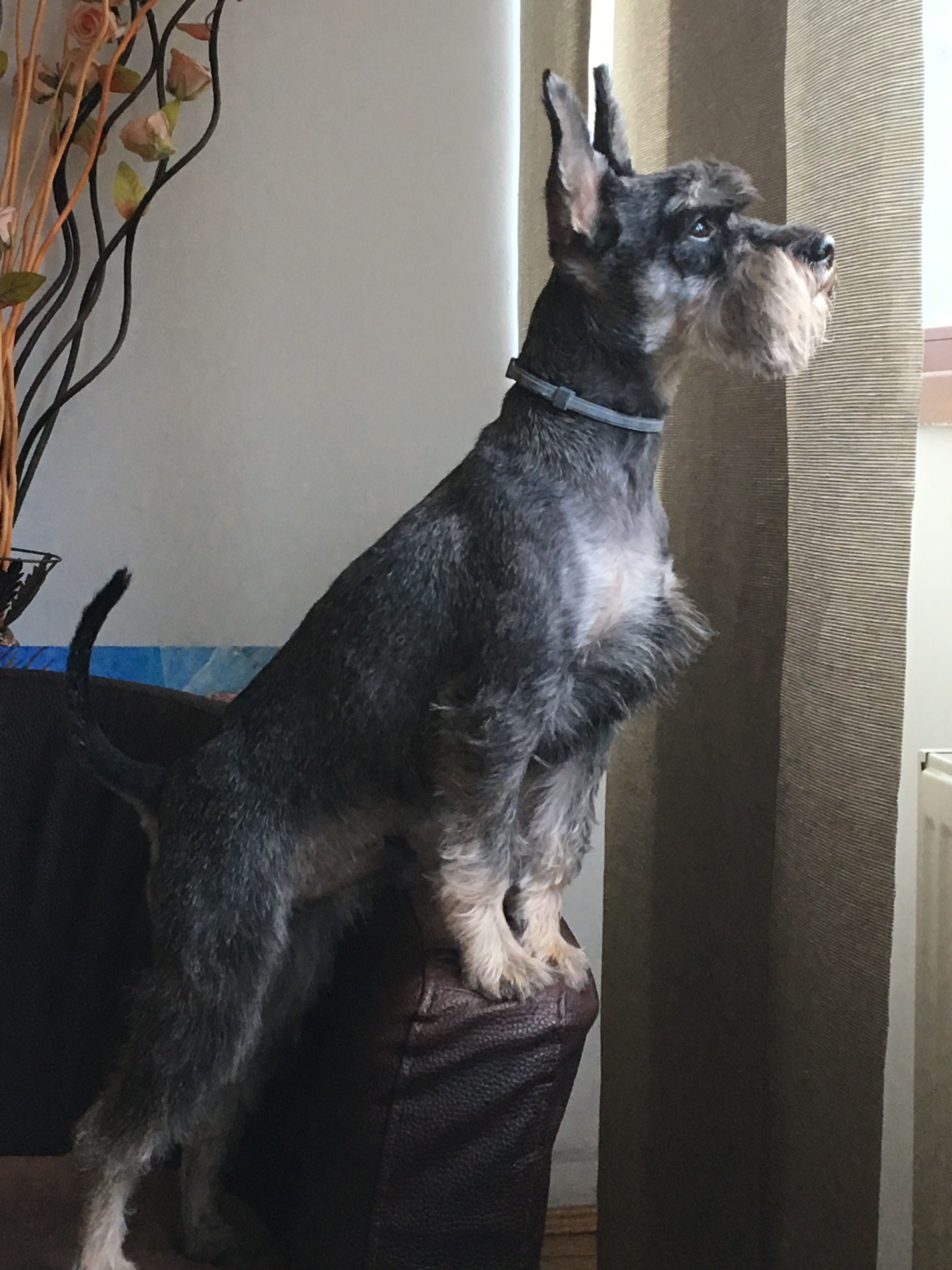 Schnauzer mic sare & piper pt adoptie — ascultator si vesel
