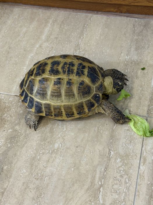 Черепаха 6-8 лет