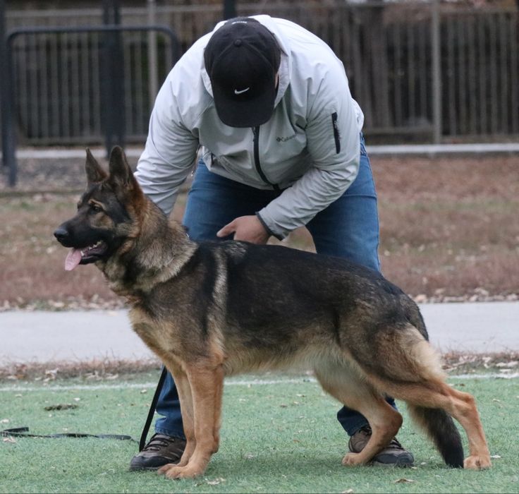 Щенки Немецкой  Овчарки   Рабочие Линии . Крови  ГДР.