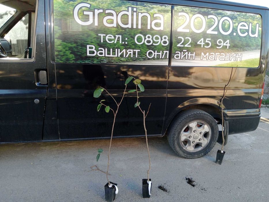 Слива - Анджелино , Черен диамант , Черен Сплендор и Слива - Ту-Сун