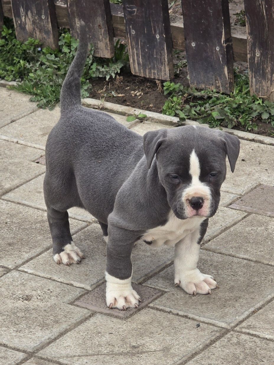 American Staffordshire Terrier (AmStaff