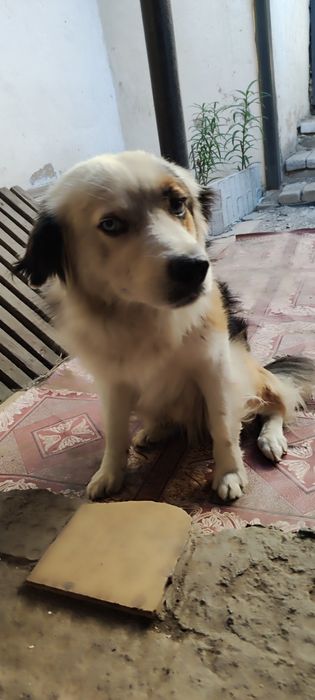 Пёс в самом рассвете сил