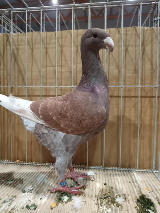 VOIAJOR GERMAN de frumusete