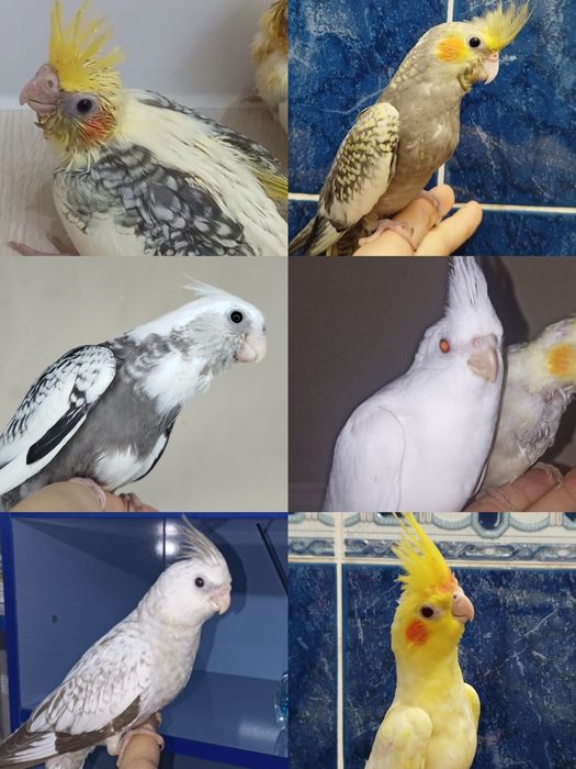 Ручной попугай Корелла