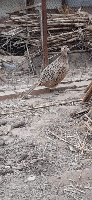 Ofertă Făzănițe Black Friday