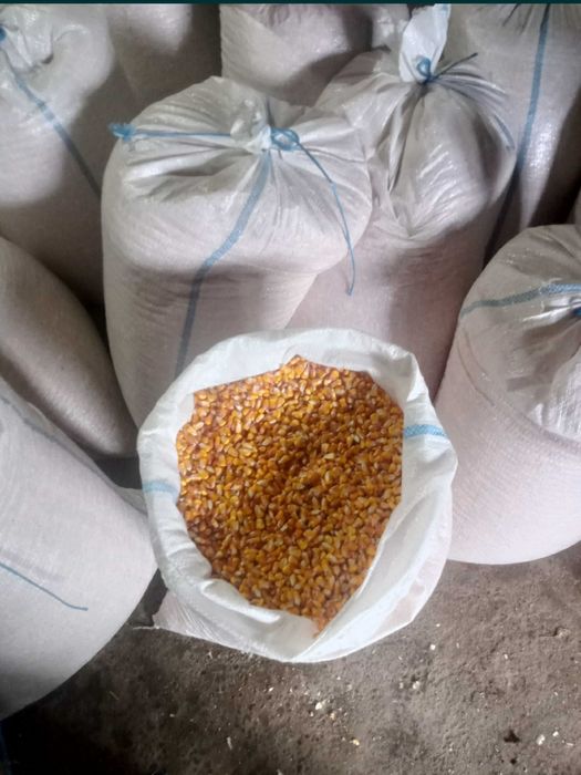 Porumb si grâu 2025 insacuit