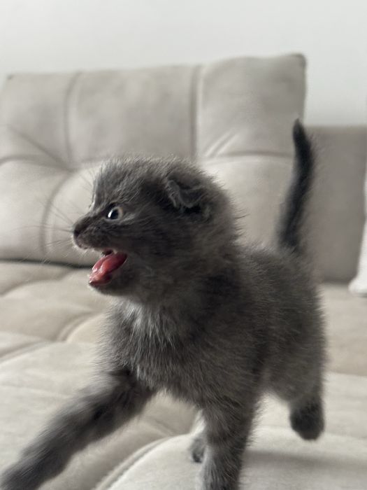 Mushuk sotiladi 35 kunlik