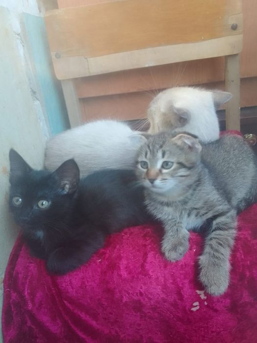 Отдам котят в добрые руки