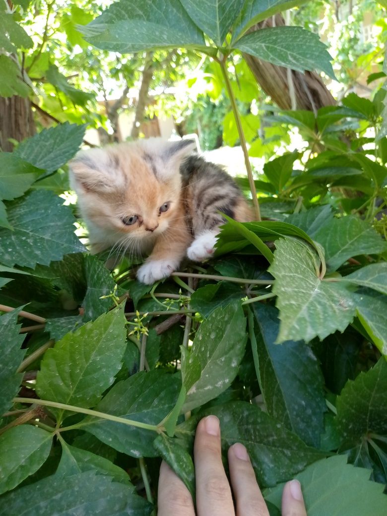 Скотишь фольд пародистые