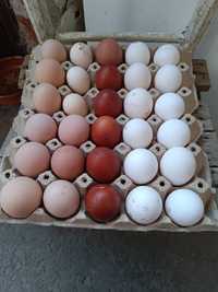 Домашни оплодени яйцата