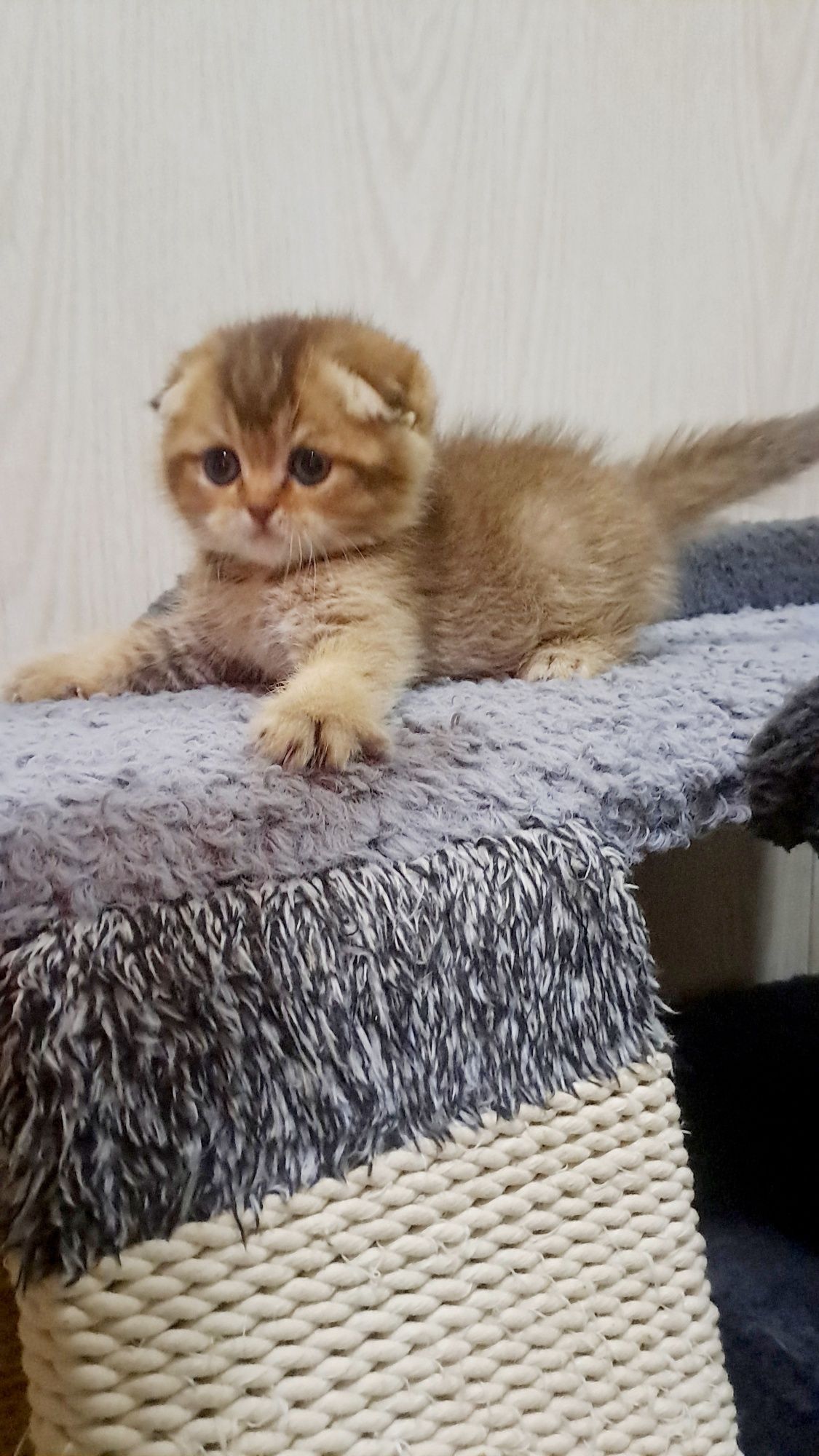 Продается элитный скотиш фолд
