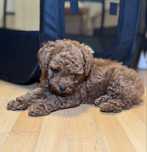 Pui Poodle Toy – linie italiană, femelă mini, carnet și microcip