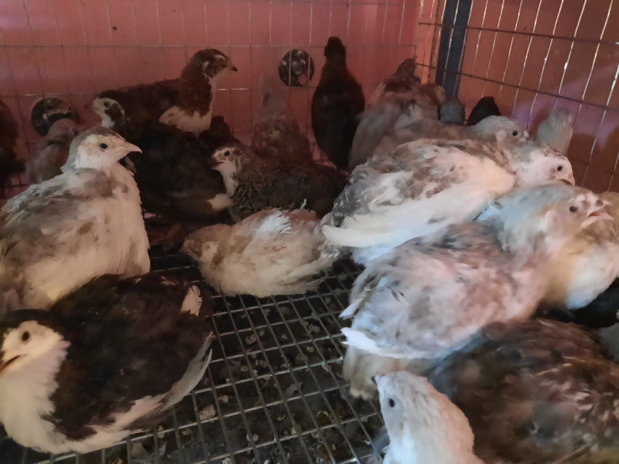 Ouă pt Incubat premium CELADON ŞI TUPFER de vanzare, pui,prepelițe,ouă