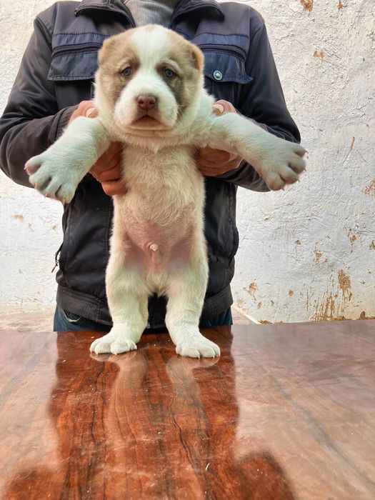 Щенок Туркменского Алабая ( Чистокровный )