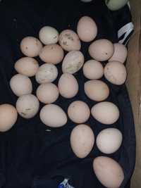 Vând oua bibilici colorate