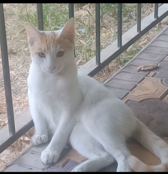 Mushuk yo‘qoldi, yordam berib yuborilar iltimos.