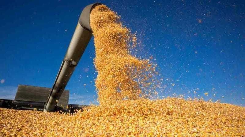 Vând porumb – producție 2025