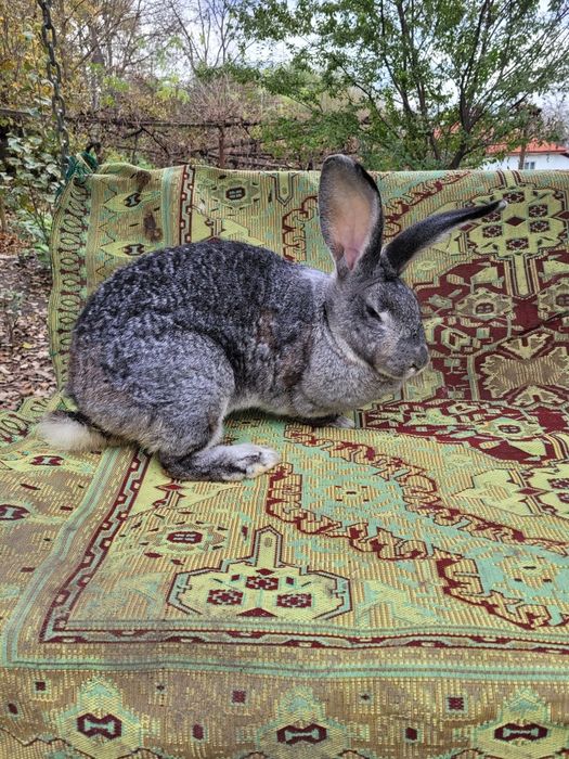 Femele uriaș german chinchilla